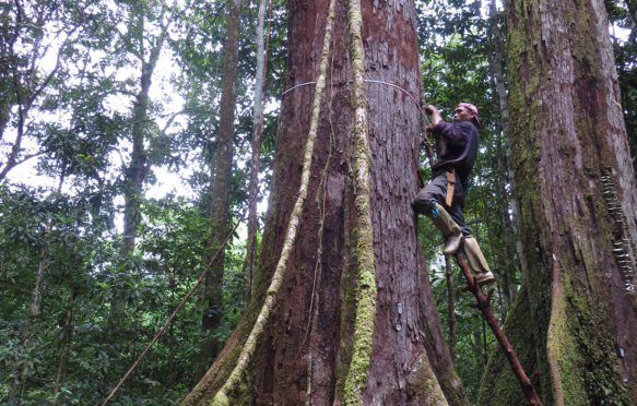 测量树木在婆罗洲。