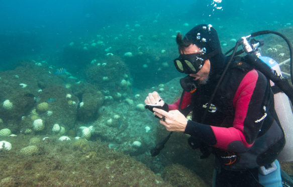 F560N5科学潜水员记笔记在珊瑚白化事件在恶魔岛岛,圣保罗州海岸,巴西。