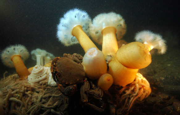 D523M9羽毛状的海葵和天鹅绒游泳运动员蟹。图片拍摄的2005年。确切日期未知。