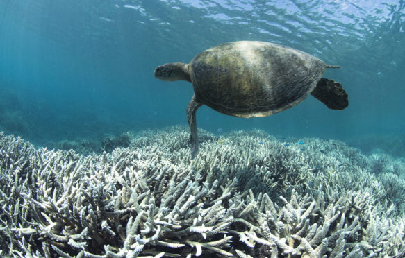 一只乌龟游在漂白大堡礁珊瑚在鹭岛在2016年2月。