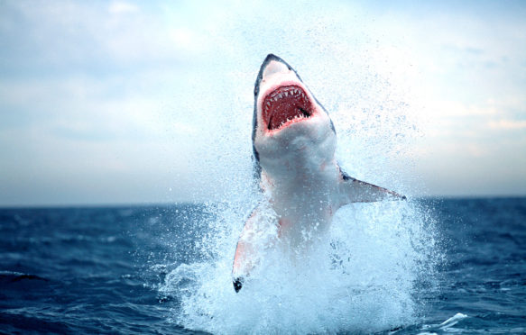 大白鲨违反密封诱饵,假湾,南非。信贷:自然图片图书馆除股票的照片。F13YX6