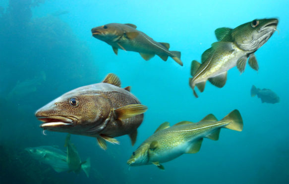 英国大西洋鳕鱼游泳——罗卡尔岛。信贷:保罗奥利维拉除股票的照片。RB1DGJ