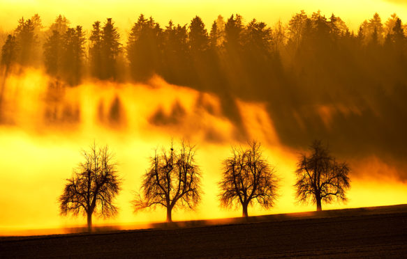 太阳光过滤一排树,瑞士卡柏。信贷:imageBROKER除股票的照片。FJBXTK