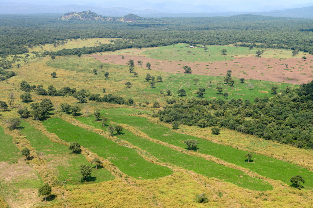 Gambela附近的森林砍伐,埃塞俄比亚。信贷:Joerg Boethling除股票的照片。KW100J
