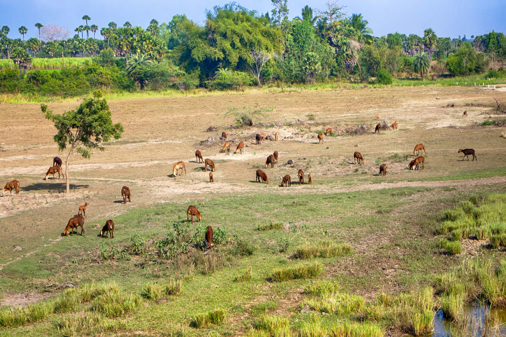 牛在印度受到过度放牧的土地。信贷:马克西米利安Buzun除股票的照片。KKFE00