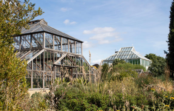 剑桥大学温室植物园,英国的温度记录在2019年7月被打破了。信贷:朱丽叶弗格森除股票的照片