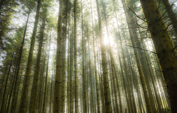 阳光透过树木砂石森林,木材种植园,Ponterwyd, Ceredigion英国威尔士
