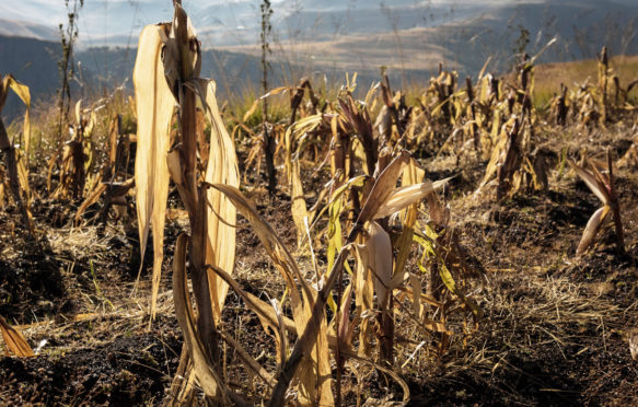 Maize-is-the-staple-diet-in-Lesotho, -which-suffers-from-regular-bouts-of-food-insecurity_