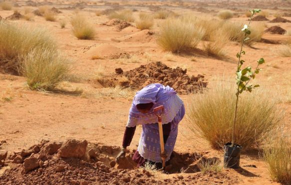 郊区的一个女人植物树喀土穆,苏丹