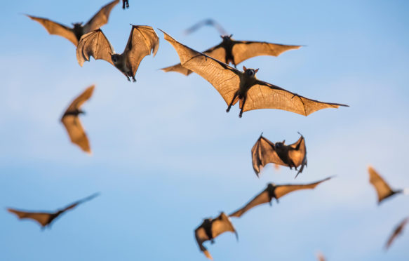 大量的稻草色的果蝠的精灵helvum在飞行,赞比亚