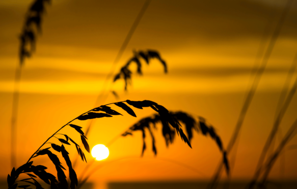 海燕麦和草在日落时分在沙滩上
