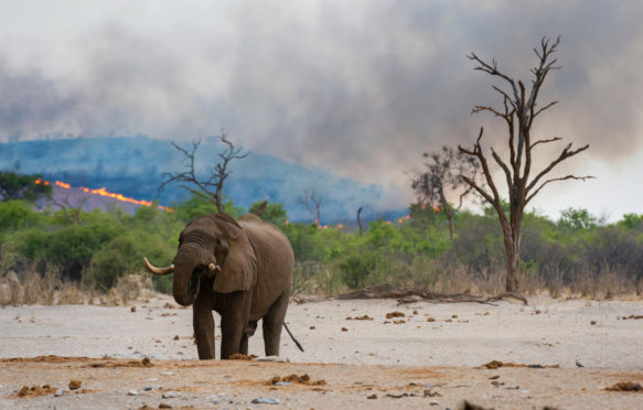 非洲象在水坑里丘比国家公园,博茨瓦纳与布什火在后台