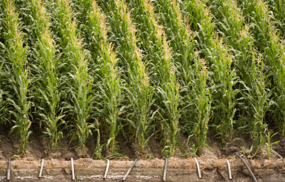 玉米和灌溉领域内布拉斯加州,美国