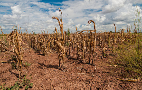 旱灾导致玉米作物Navasota,德克萨斯州。来源:美国农业部照片除股票的照片。