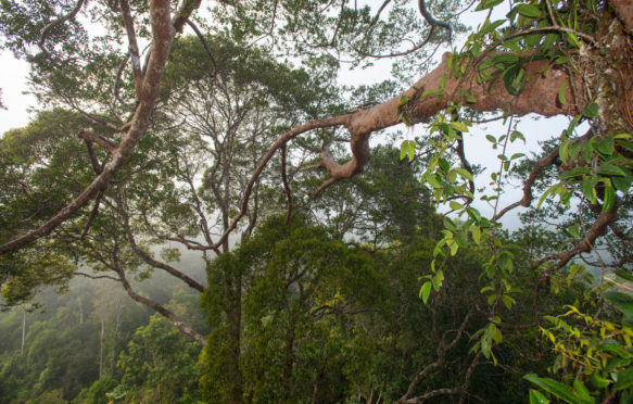 森林的树冠Maliau盆地,马来西亚婆罗洲。