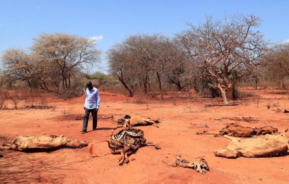牧区阿里Hacho看着他死去的尸体在曼德拉地区奶牛,肯尼亚,2022年9月1日。