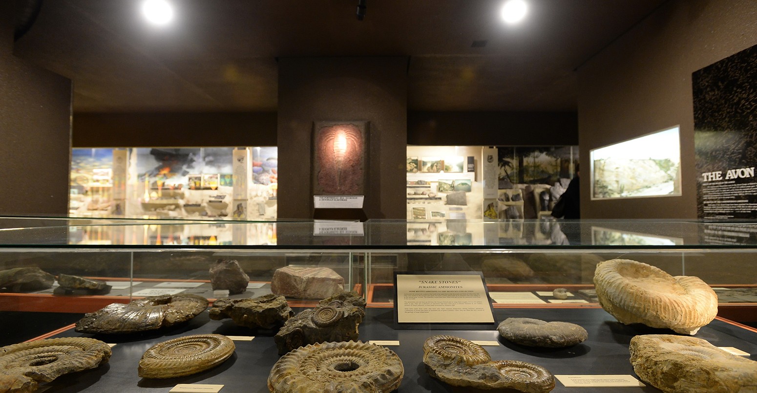 Jurrasic时期化石在布里斯托尔博物馆展出