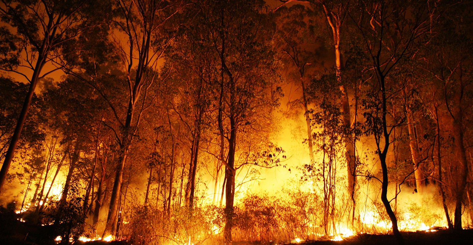 丛林大火在晚上燃烧