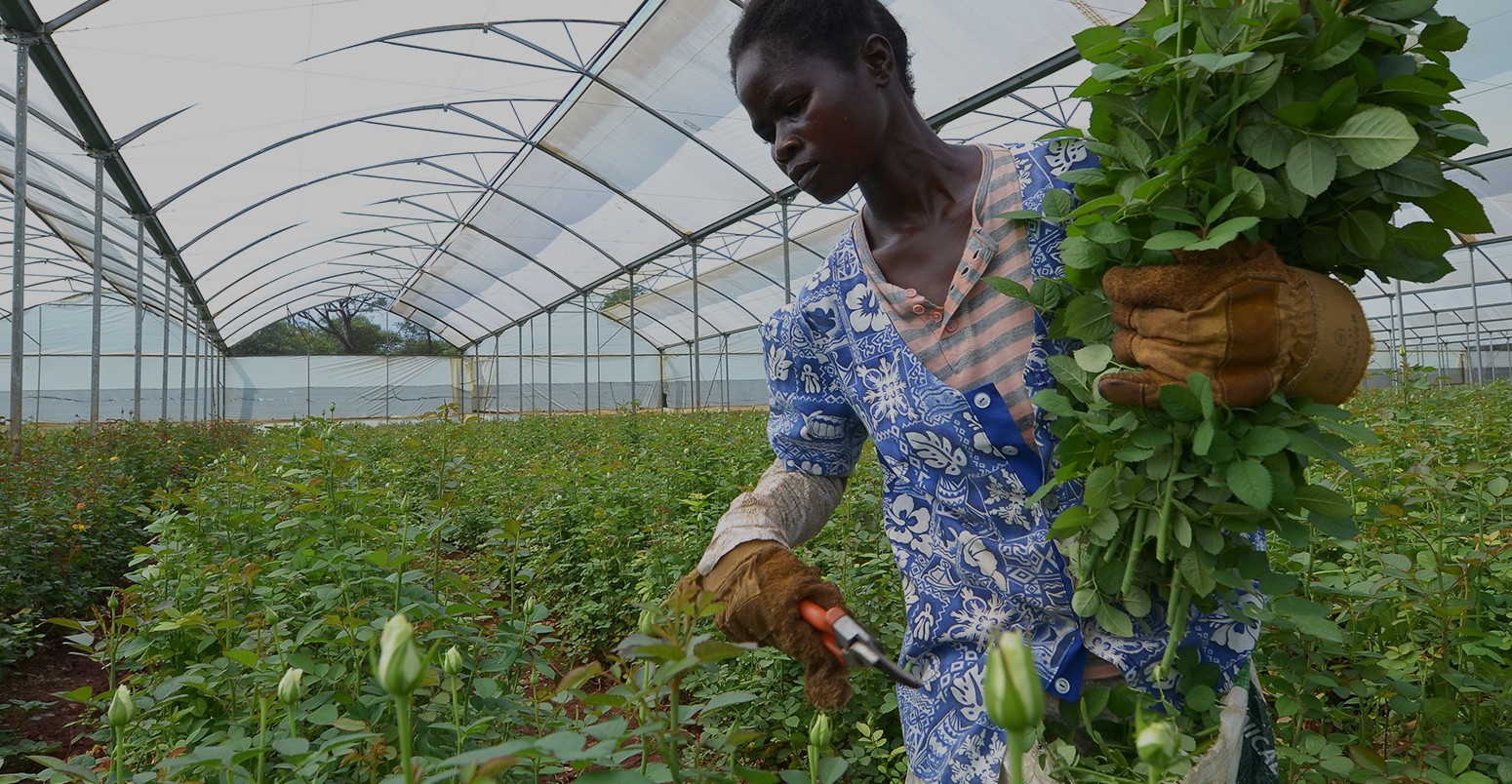 非洲妇女在温室选择玫瑰出口到欧洲,800农民提供就业,在赞比亚卢萨卡