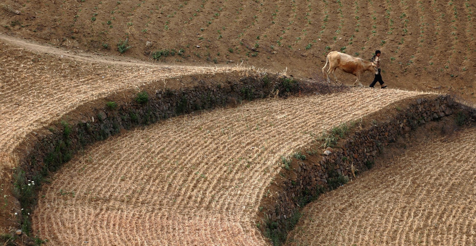 一个农夫走在洛阳市郊的一片田野上,中国中部的河南省