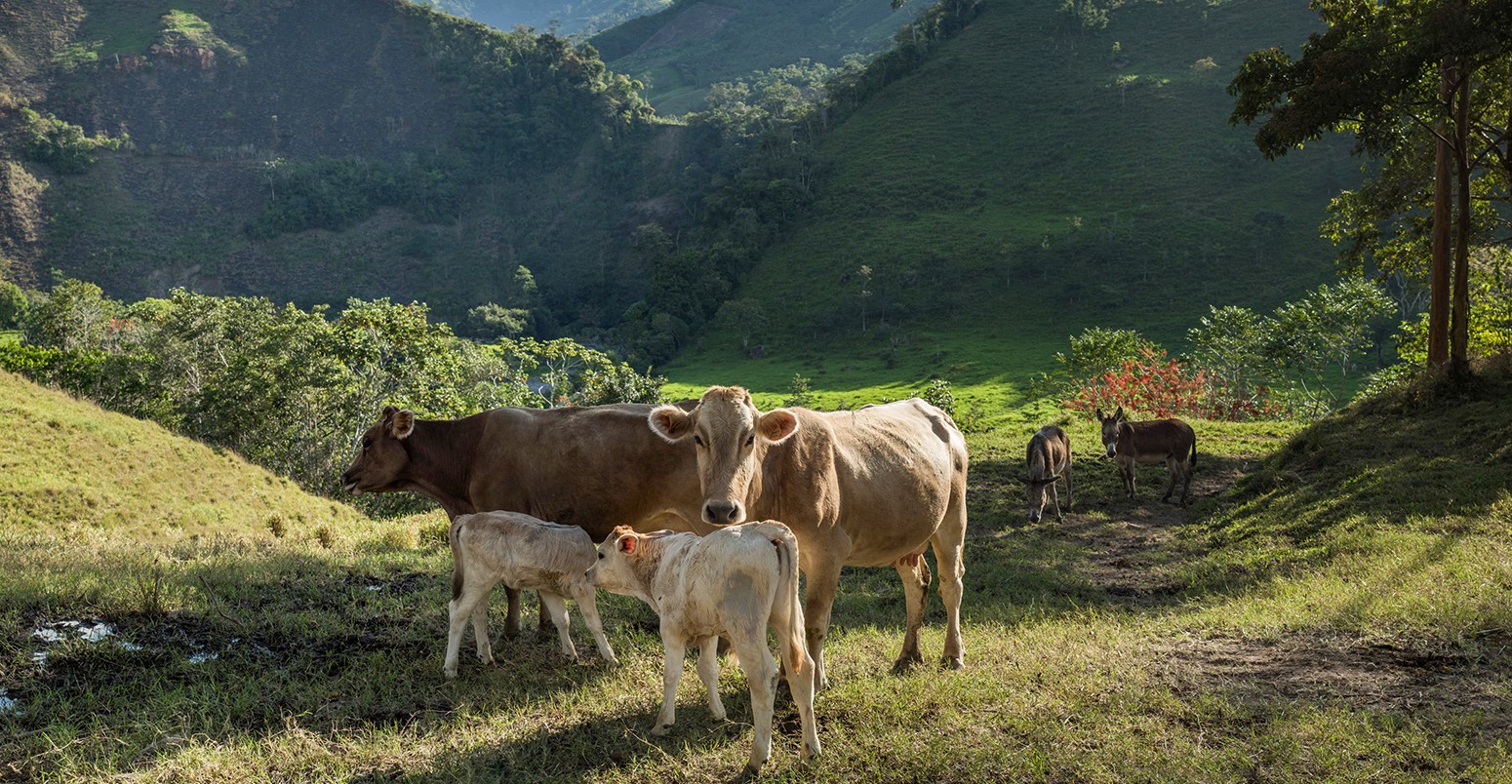 牛在Pozuzo,亚马逊雨林的城市。