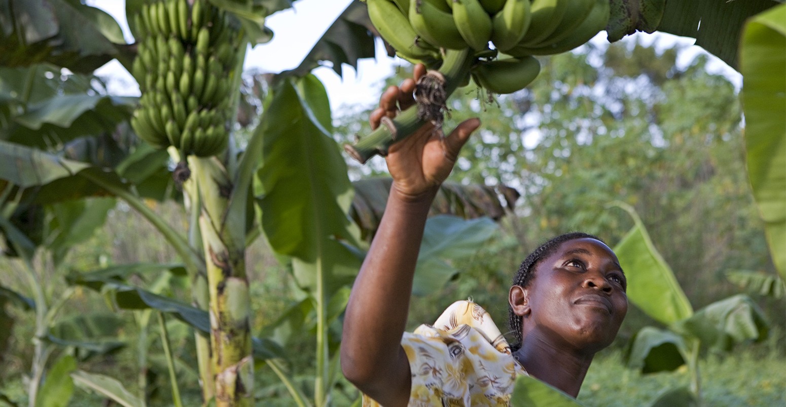 乌干达-有机耕作的农民检查Matoke作物