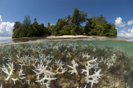 浅漂白珊瑚，与岛，利森农，新爱尔兰，巴布亚新几内亚的分裂水平，