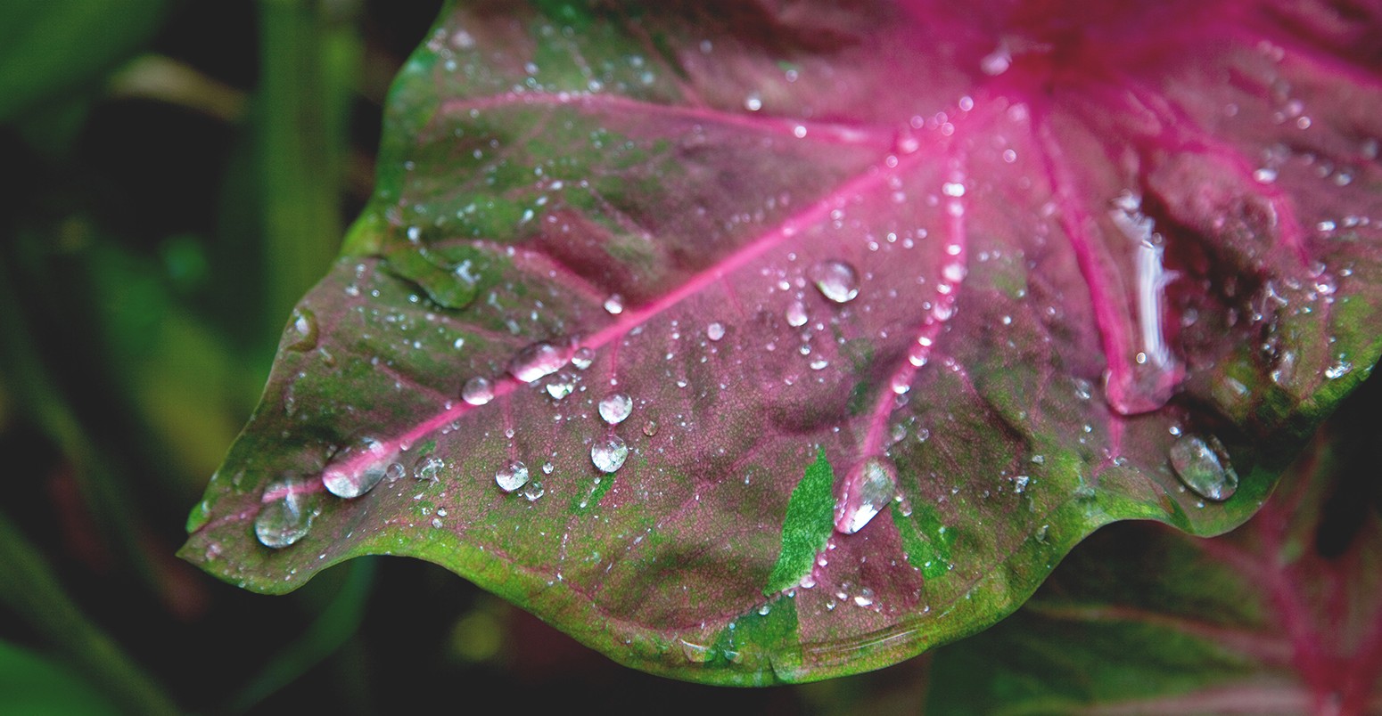 在叶子的雨珠，瓦胡，夏威夷，美国