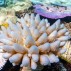 2016年4月，大堡礁北部被漂白和荧光化的珊瑚