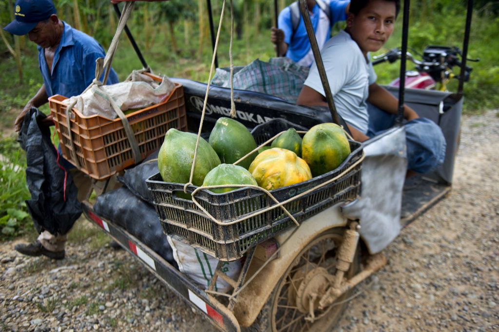 当地人负载木瓜´s一辆卡车在Yurimaguas阿里卡港地区,秘鲁,2014