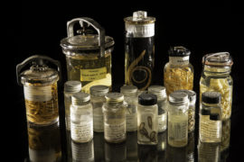 各式各样的寄生虫标本史密森国家国家自然历史博物馆的收藏。全国寄生虫集合拥有数以百万计的寄生虫标本与地理分布信息。研究小组利用这个集合分析气候变化对寄生虫的影响。