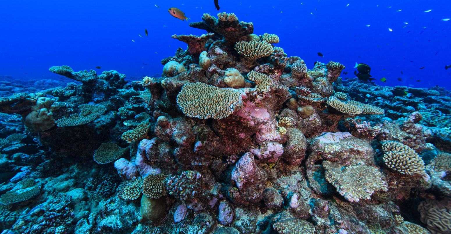 帕默斯顿环礁的珊瑚礁
