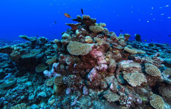 帕默斯顿环礁的珊瑚礁