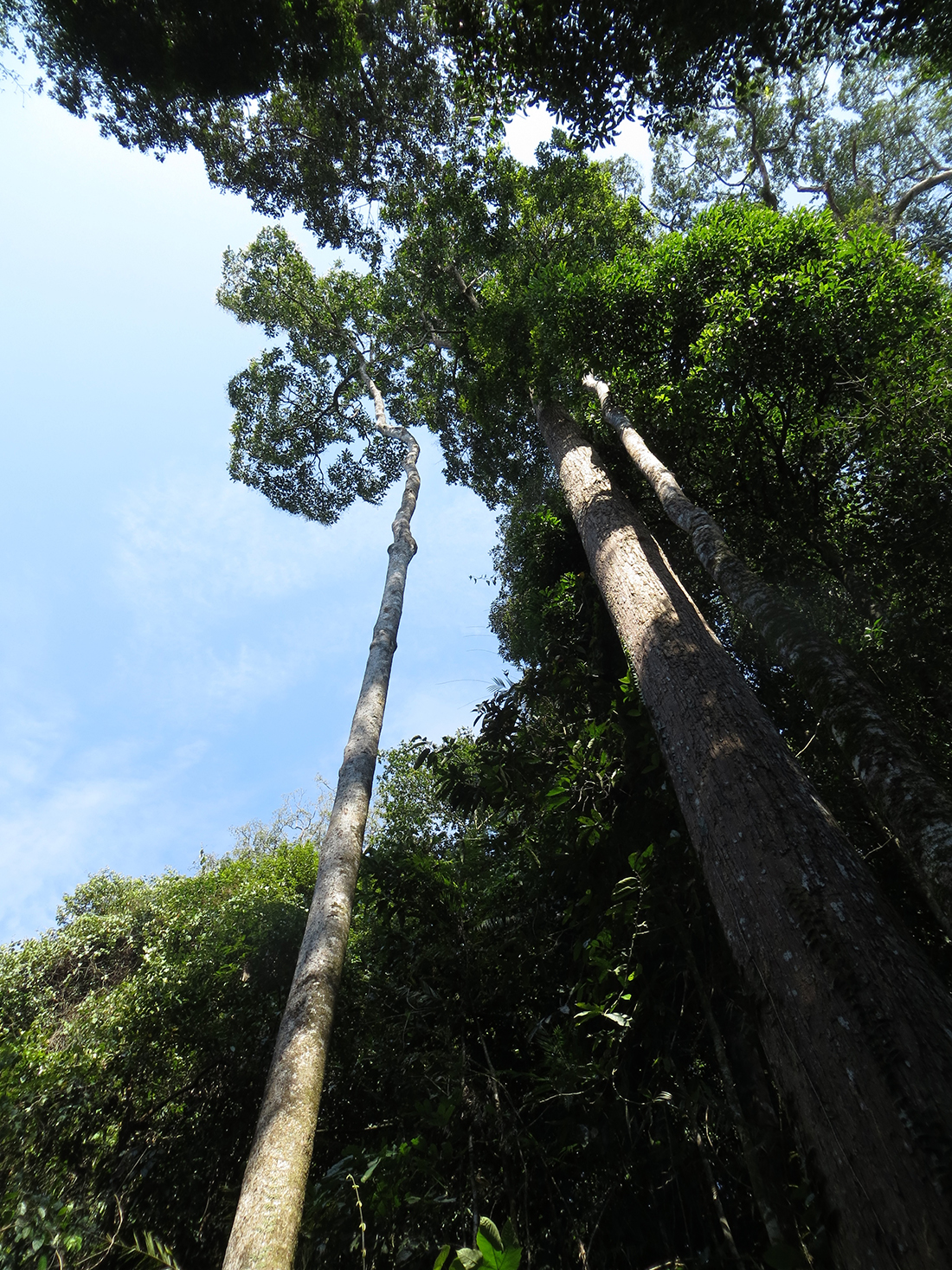 树木在婆罗洲。