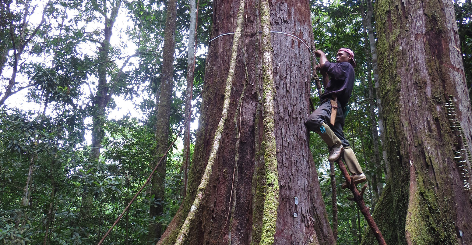 在婆罗洲测量树木。