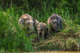 婆罗洲侏儒象家族。资料来源:Caroline Pang/Alamy Stock Photo。