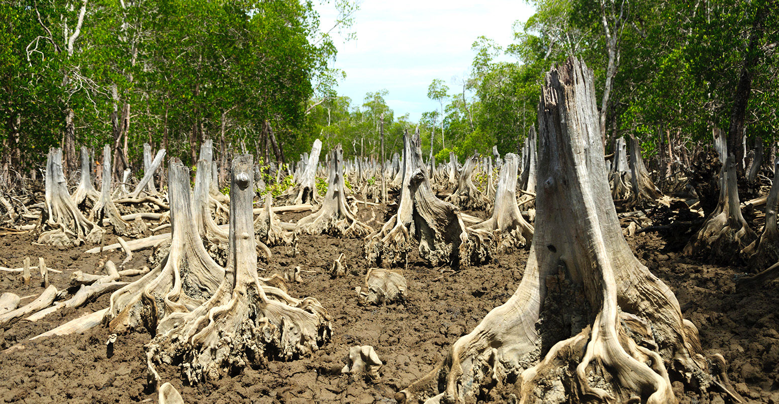 在红树林被砍伐的地方。信贷:奥利弗s -马达加斯加一般除股票的照片。EDW769