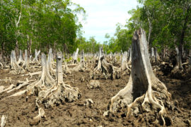 在红树林森林中森林砍伐的地方。信用：奥利弗S.  - 马达加斯加一般/ alamy股票照片。EDW769