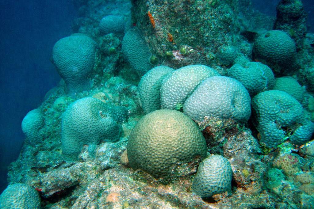 珊瑚殖民地Mussismilia braziliensis特有物种Abrolhos国家海洋保护区巴伊亚巴西南大西洋。图片拍摄的2000年。确切日期未知。信贷:安德烈·希尔除股票的照片。A3REB9