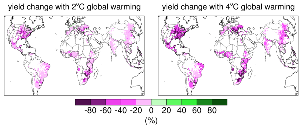 全球变暖2C(左)和4C(右)后玉米平均产量的变化(%)。遮荫表示产量增加(绿色)或减少(紫色)。
