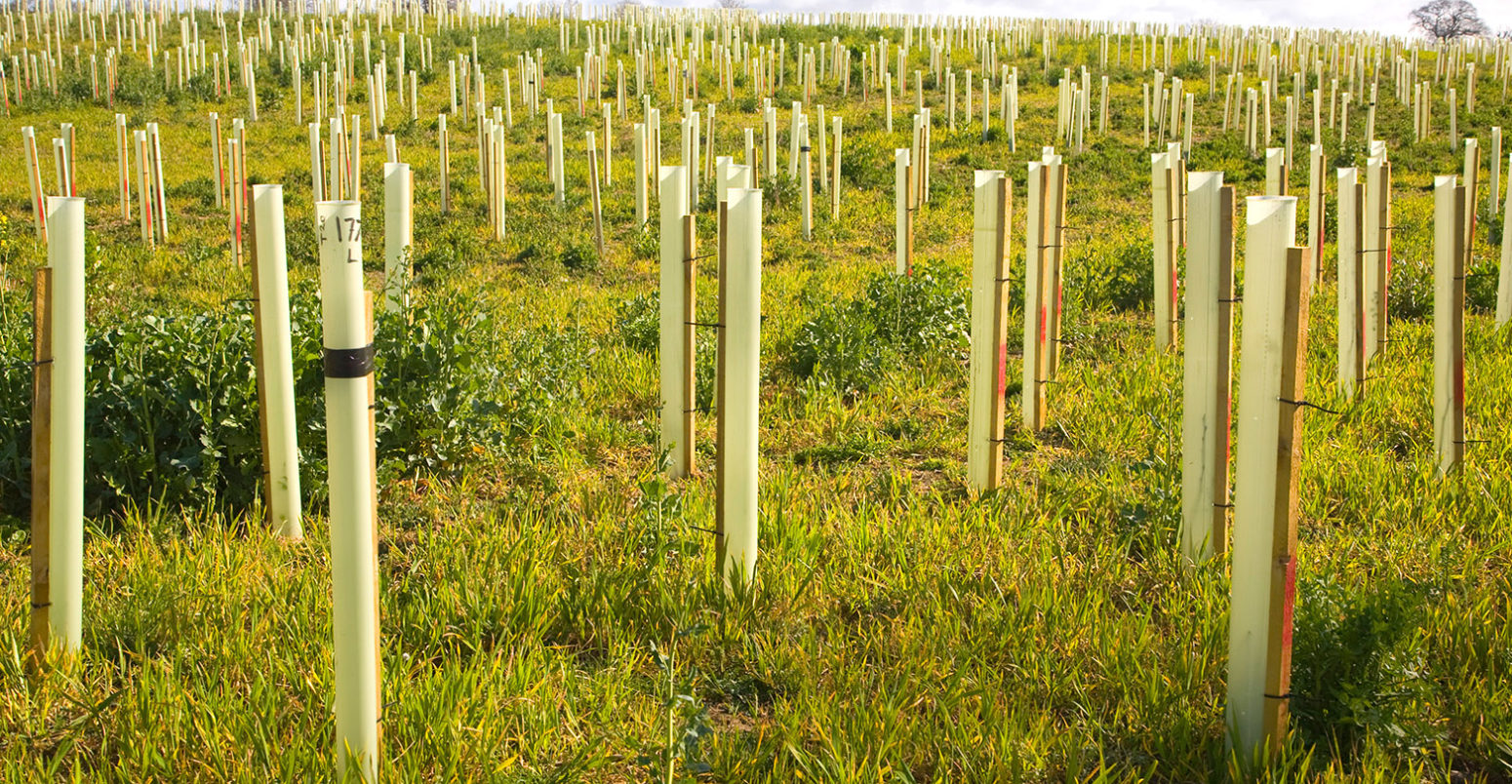 新种植的树木在塑料领域保护管,萨福克郡,英国。信贷:geogphotos除股票的照片。CN10J3