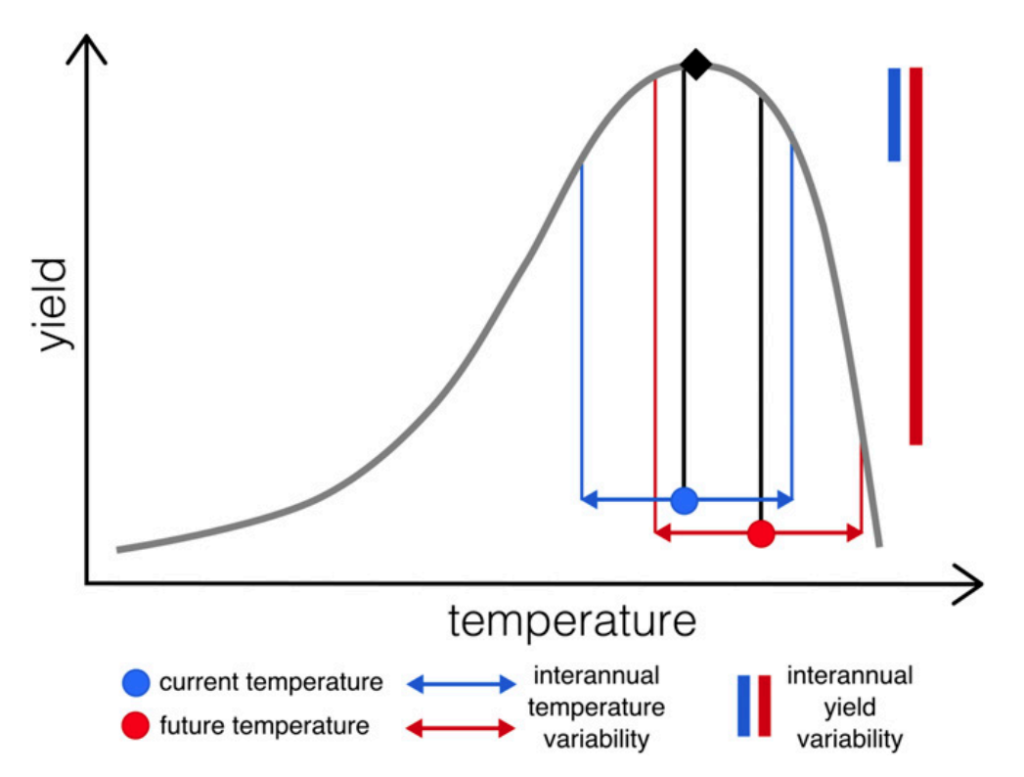 温度 - 屈服关系的示意图：在没有培育耐热性的情况下，平均温度的增加超过最佳温度（♦）将导致平均产量的降低和屈服变异性增加，假设年份温度变异性保持不变