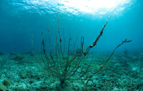 死海风扇珊瑚，加勒比海。图片来源：Helmut Corneli / Alamy Stock Photo。M731Y2