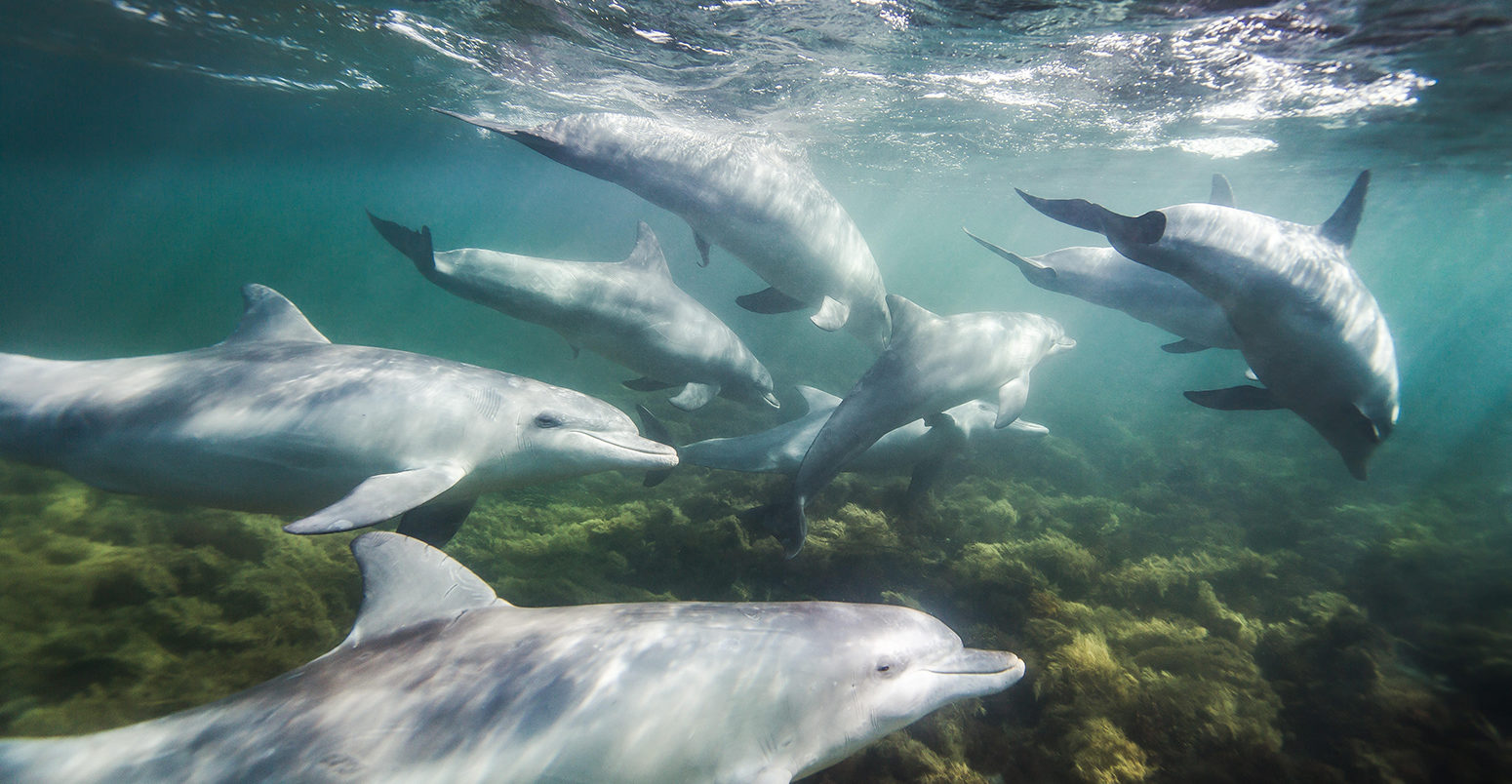 瓶颈海豚（Tursiops截断）。图片来源：Brad Leue / Alamy Stock Photo。