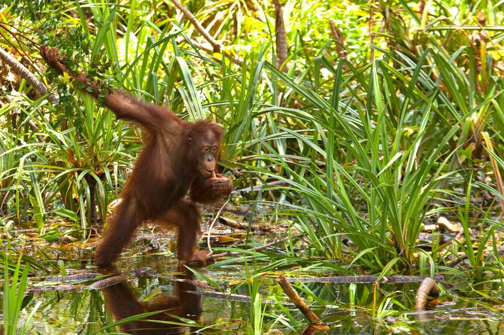 在印度尼西亚加里曼丹中部的丹戎普丁国家公园，一只婆罗洲猩猩正在吃水生植物。图片来源:roanne Tackaberry / Alamy Stock Photo。F72A16