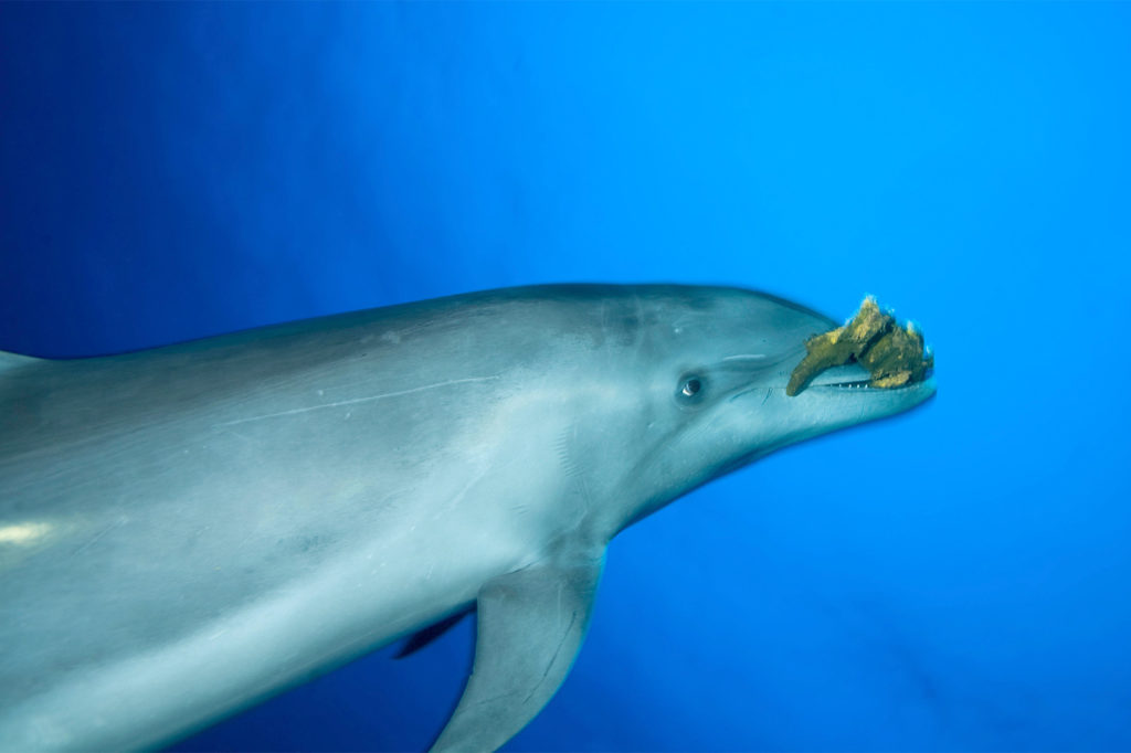 瓶颈海豚与海绵一起游泳。图片来源：休伯特Yann / Alamy Stock Photo。f0fpyc