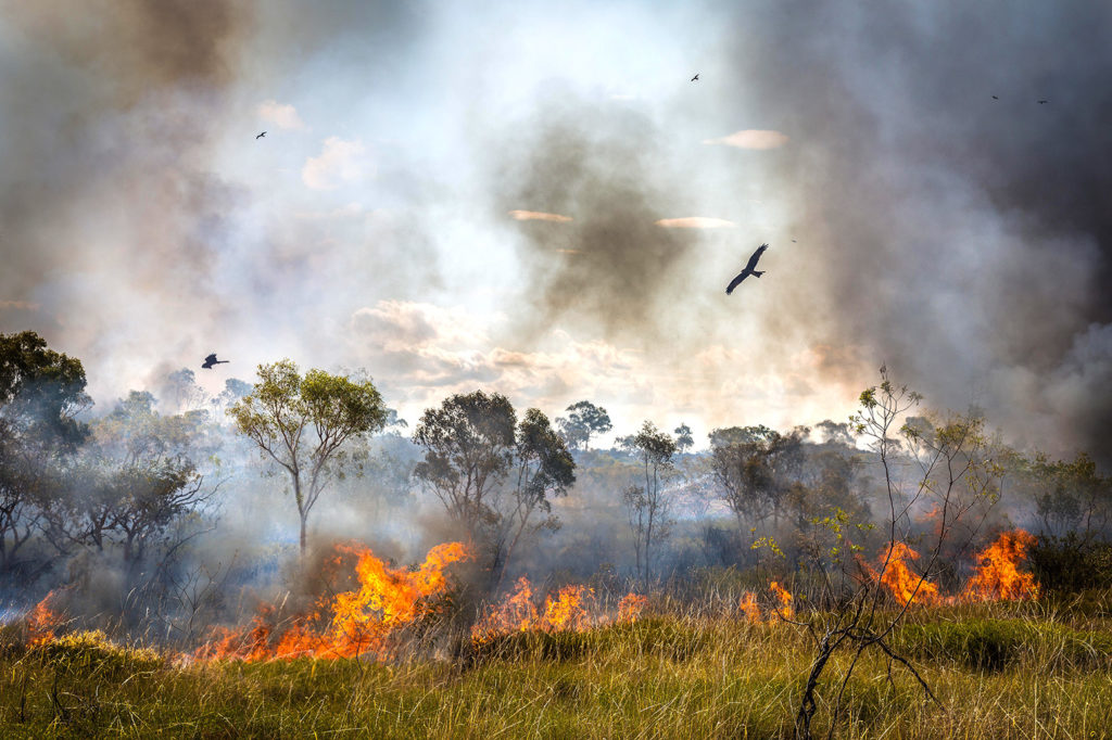 2016年12月9日，澳大利亚北领地，黑风筝逃离丛林大火。图片来源：Brad Leue/Alamy Stock Photo。HTWDYA