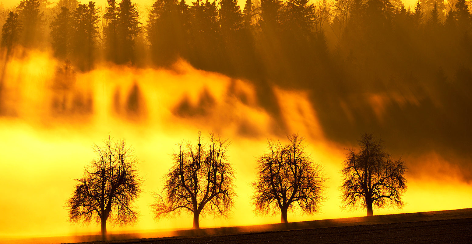 阳光透过一排树，瑞士卡佩尔。资料来源:imageBROKER / Alamy Stock Photo。FJBXTK