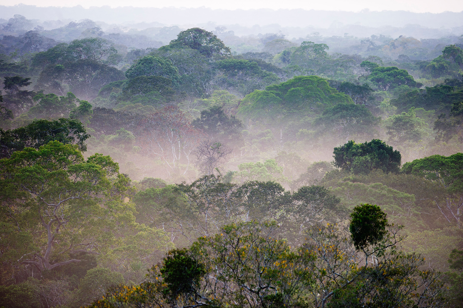 视图与雾在黎明时分在亚马逊热带雨林的树冠。信贷:大卫Tipling照片库除股票的照片。C8XHJF