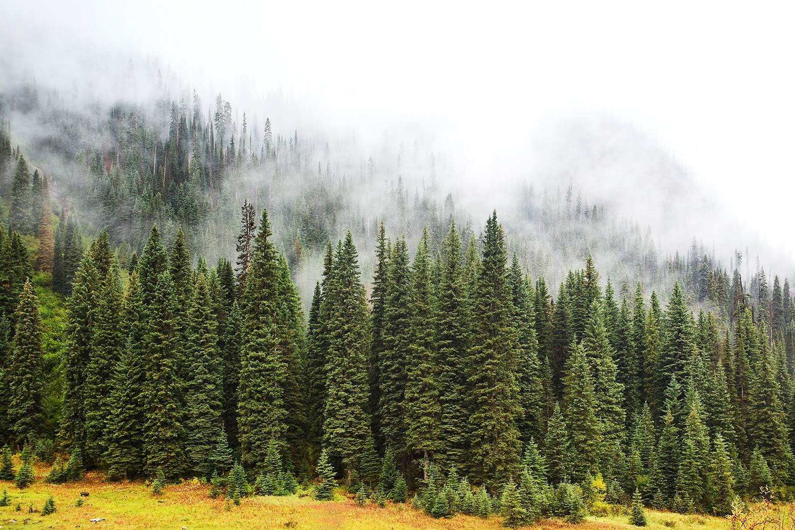在加拿大落基山脉雾蒙蒙的常绿森林,不列颠哥伦比亚省。信贷:肯Gillespie摄影除股票的照片。BY12TX